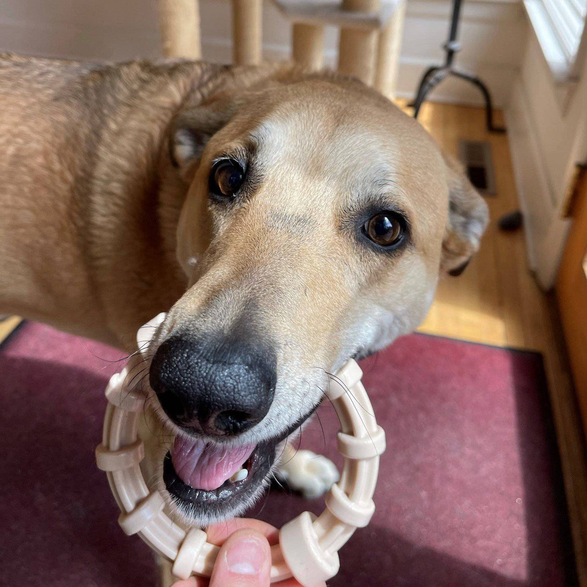 SodaPup Honey Bone Chicken Flavored Teething Ring Serge Jane