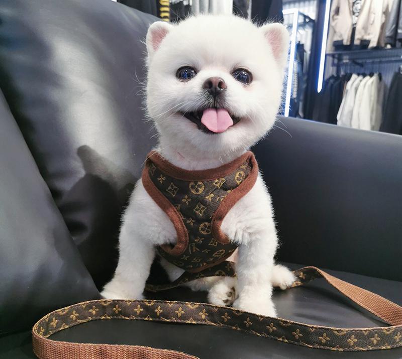 Drippy Pets LV Classic & Classy Harness