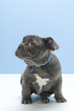 Load image into Gallery viewer, Gummi Pets Slick Collar in Blue