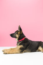 Load image into Gallery viewer, Gummi Pets Slick Collar in Red
