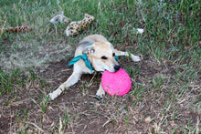 Load image into Gallery viewer, SodaPup Puppy Bottle Top Flyer - Pink/Small