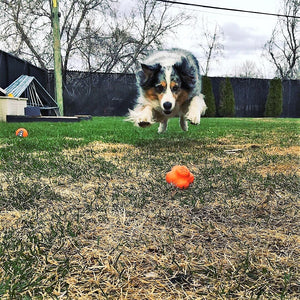 SodaPup Crazy Bounce Chew Toy - Orange/Large