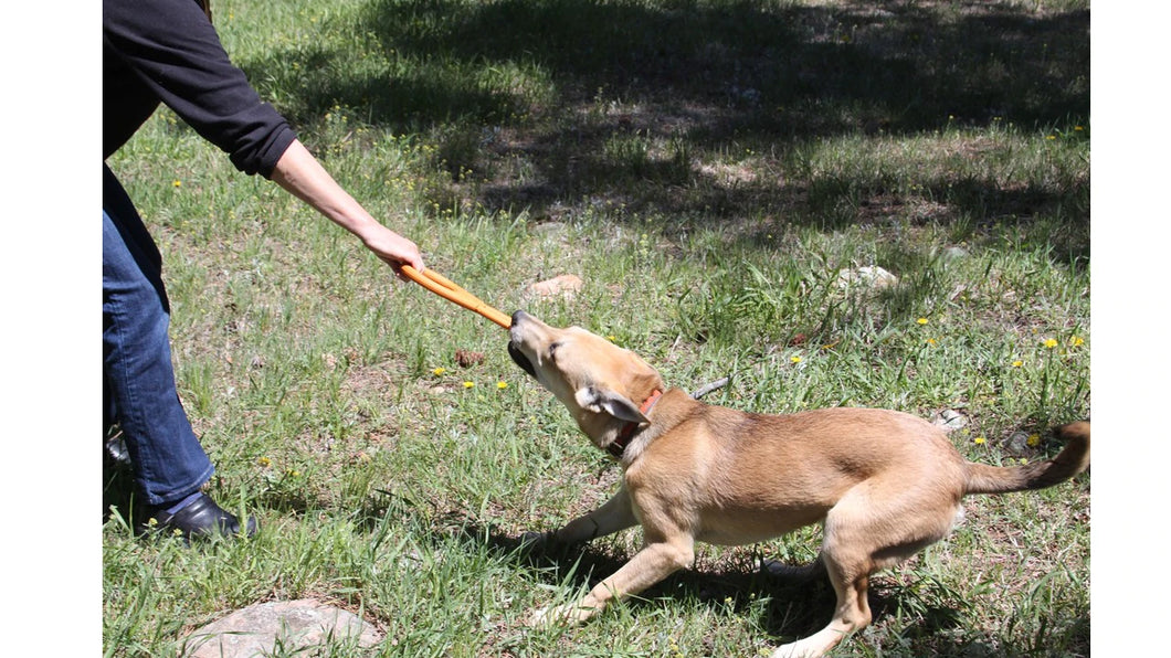 SodaPup Top Tug O' War Rubber Toy - Orange/Large
