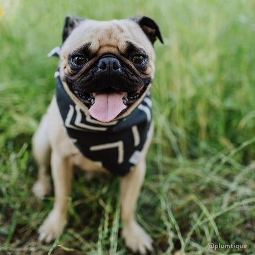 The Foggy Dog Bandana