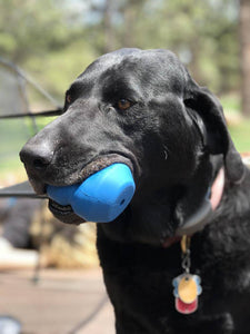 SodaPup ID Double Trouble Chew Toy/Treat Dispenser - Large/Blue